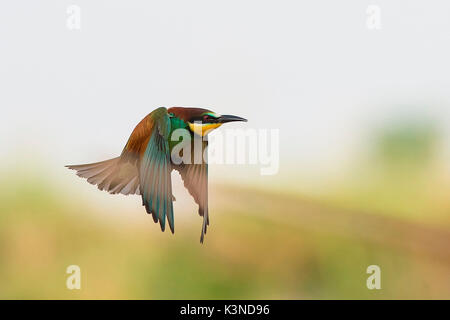 Canneto sull'Oglio, Mantova, Lombardei, Italien Die bienenfresser im Flug fotografiert. Stockfoto