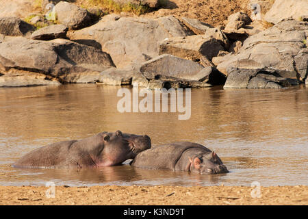 Die Masai Mara, Kenia, Afrika zwei Flusspferde, während der Rest in einem Fluss im Park von Masai Mara Stockfoto