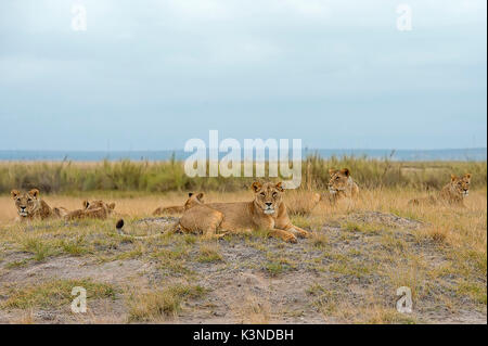 Amboseli Park, Kenia, Afrika eine Gruppe von Lions in Schmalz fotografiert Amboseli Stockfoto