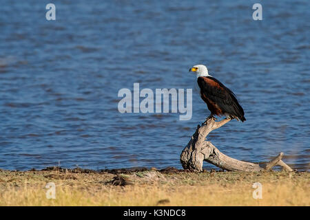 Amboseli Park, Kenia, Afrika African Fish Eagle ruht auf einem Baumstamm in der Nähe des Lateinischen park Amboseli Stockfoto