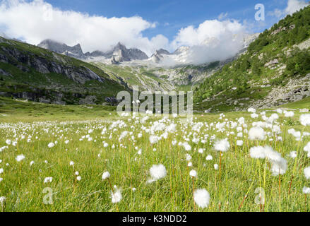 Baumwolle Gras ist in der Blüte in der Porcellizzo Plan, Val Masino Alpen, Italien Stockfoto