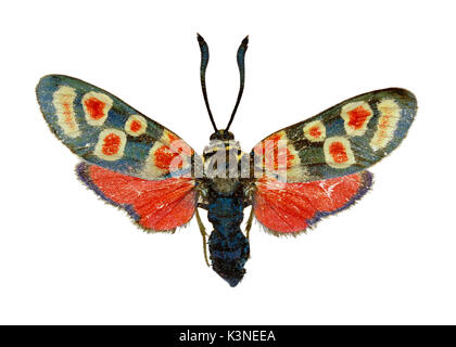 Dämmerungs Burnett auf weißem Hintergrund - Zygaena carniolica (Scopoli, 1763) Stockfoto