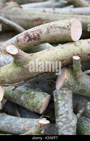 Cut Brennholz im Detail auf einem Stapel Stockfoto