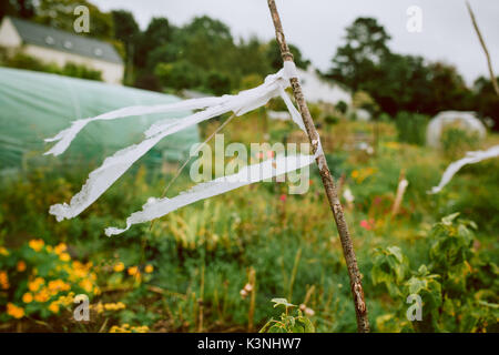 Wilde Blumen auf eine Zuteilung in Stroud, Gloucestershire Stockfoto