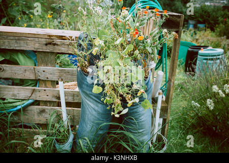 Wilde Blumen in ein Paar Jeans bei einer Zuteilung Stroud, Gloucestershire Stockfoto