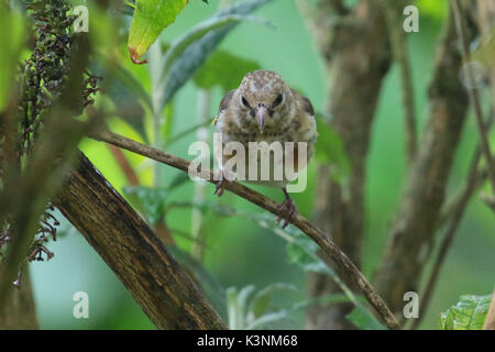 Juvenile Europäischen goldfinch thront auf einem Zweig Stockfoto