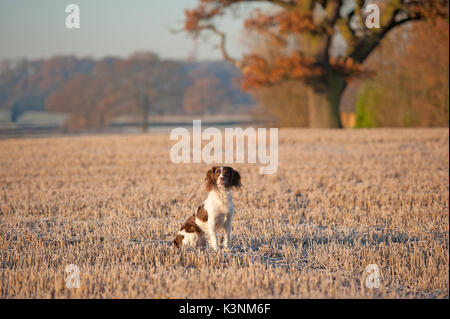 Springer Spaniel an einem Herbstmorgen Stockfoto