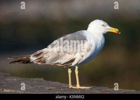 Yellow-legged Gull (Larus michahellis), Unreife, Essaouira, Marokko. Stockfoto