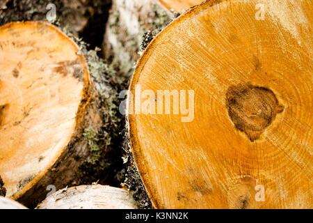 Die Hälfte von einem Baumstumpf abgeschnitten von einem Baum mit einem schönen Holz Textur Stockfoto