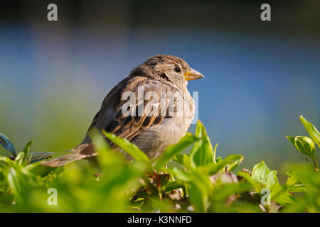 Weibliche spatz Vogel saß oben auf einer Hecke in einem Park in der Sonne Stockfoto