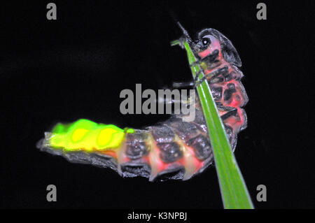 Glow Worm (Lampyris Noctiluca) weibliche Licht eine männliche Anzuziehen Stockfoto