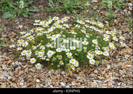 Sea Mayweed (Tripleurospermum maritimum) wachsen auf Kies in alten naval Portsmouth der Befestigungsanlagen. Portsmouth, Hampshire, Großbritannien Stockfoto