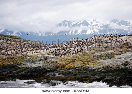 Kormoran Kolonie in der Nähe des Beagle Kanal in Ushuaia, Feuerland, Argentinien Stockfoto