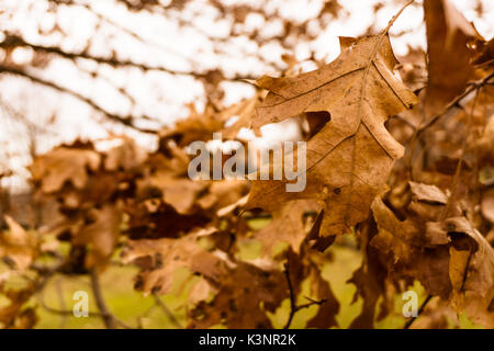 Hängende trockene Blätter am Baum im Prospect Park in Brooklyn, New York Stockfoto