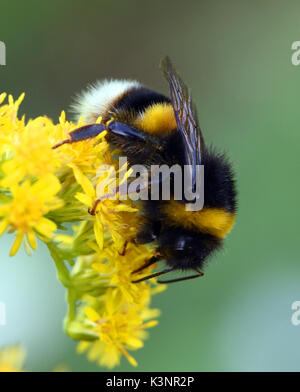 Ein Arbeiter Buff-tailed Hummel (Bombus terrestris) Grünfutter auf einem goldenen Stab oder solidago Blütenkopf. Bedgebury Wald, Kent, Großbritannien. Stockfoto