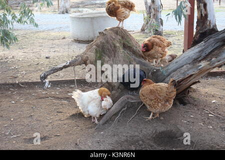 Hühner sitzen auf Bäumen. Stockfoto