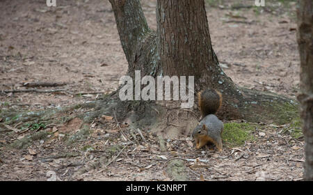 Östlichen Grauhörnchen (Sciurus carolinensis) Graben im Boden Stockfoto