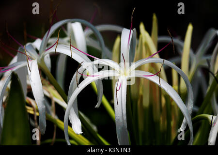 Königin Emma/Crinum Lilie Blume in Florida. Stockfoto