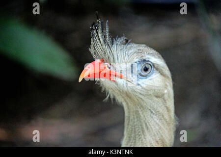 Eine große brasilianische Vogel, der Red Legged Seriema Stockfoto