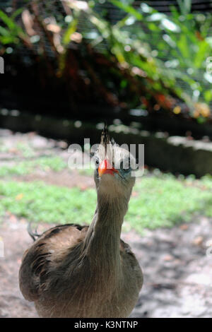 Eine große brasilianische Vogel, der Red Legged Seriema Stockfoto