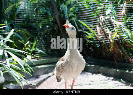 Eine große brasilianische Vogel, der Red Legged Seriema Stockfoto