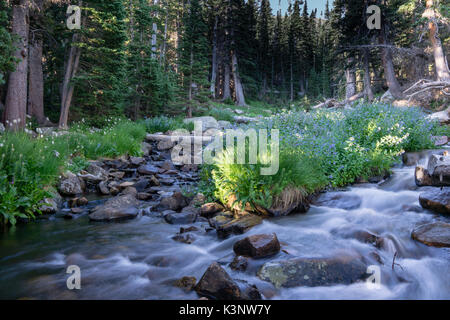 Wildblumen an einem Fluss in Colorado. Brainard Lake Recreation Area, Colorado Stockfoto