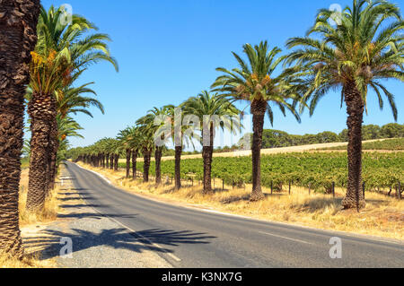 Seppeltsfield Road bietet einige der bekanntesten Weinberge der Barossa Valley, Weingüter und gourmet Reiseziele - SA, Australien Stockfoto