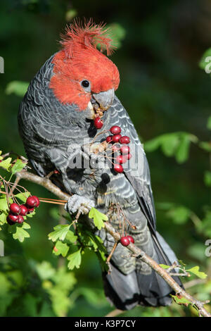 Schleifring Schleifring Kakadu männlichen Fütterung. Stockfoto