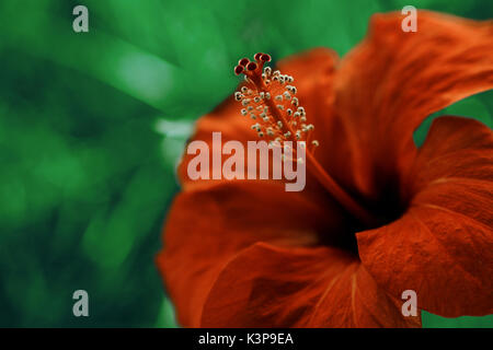 Red Hibiscus close-up. Helle große Blüte von red Hibiscus in Natur Hintergrund. Stockfoto