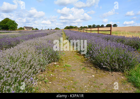 Reihen von Lavendel (Lavandula) Blumen im Feld auf der Farm Stockfoto