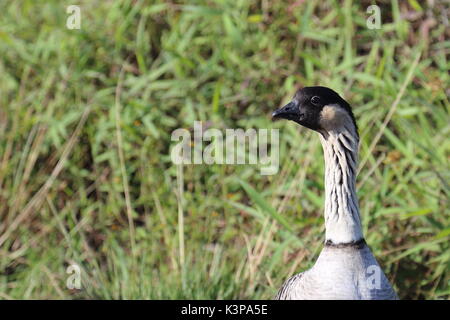 Nene Gans im Hawaii Volcanoes National Park Stockfoto