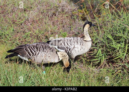 Nene Gans im Hawaii Volcanoes National Park Stockfoto