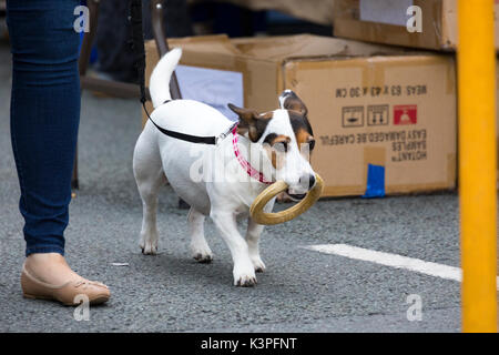 Ein Jack Russell Terrior Hund das Gehen an der Leine mit einem Hund in seinem Mund kauen Neben seinem Besitzer in einem belebten Markt am Samstag in Schimmel, Flintshire, Wales Stockfoto