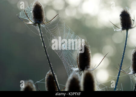Teasels mit Morgentau auf spinnen Web-sites, Kingsbury Wasserpark, Warwickshire, Großbritannien Stockfoto