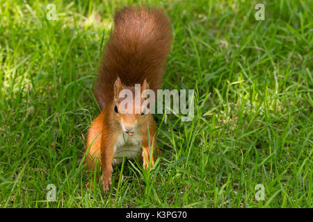 Eichhörnchen Sciurus vulgaris einheimischer Arten in Großbritannien und Irland mit rot orange Fell großen buschigen roten Schwanz. Hat eine Mutter im Maul auf einem grasbewachsenen Bank. Stockfoto