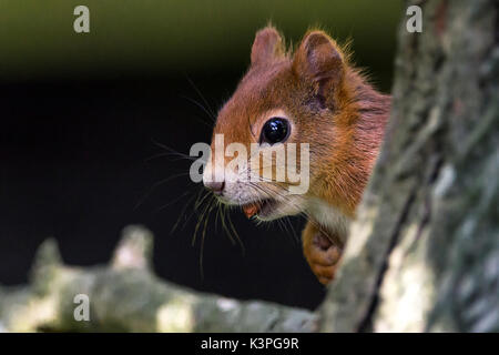 Britische rote Eichhörnchen Sciurus vulgaris einheimischer Arten in Großbritannien und Irland mit rot orange Fell. Großen buschigen blasser roten Schwanz. Hat eine Mutter in den Mund. Stockfoto