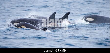 Eine Familie von Orcas schwimmen im Atlantik, in der Straße von Gibraltar, zwischen Europa und Afrika. In der Nähe von Tarifa, der südlichsten Spitze Spaniens. Stockfoto