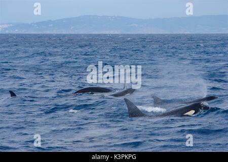 Eine Familie von Orcas schwimmen im Atlantik, in der Straße von Gibraltar, zwischen Europa und Afrika. In der Nähe von Tarifa, der südlichsten Spitze Spaniens. Stockfoto