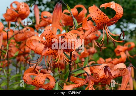 Tiger Lily Lilium Lancitolium Graben Lily grosse orange Blüten Blüten bedeckt mit Flecken Stockfoto