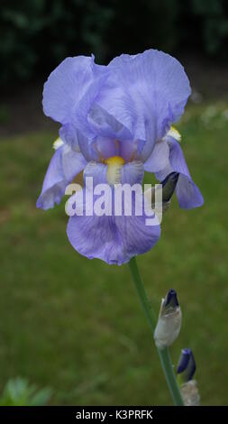 Iris germanica pple blau Sommer Garten Stockfoto