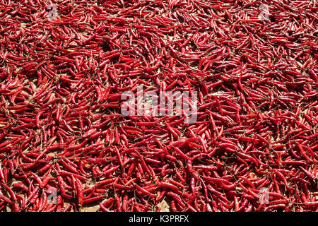 Chilis trocknen in der Sonne in Myanmar Stockfoto