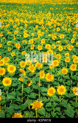 Loire, Frankreich. Eine riesige Sonnenblumen Feld, unter der Sonne. Stockfoto