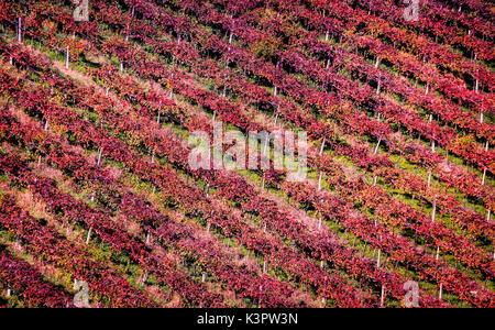 Castelvetro, Modena, Emilia Romagna, Italien Stockfoto