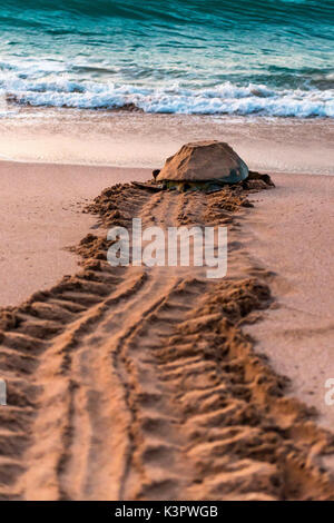 Ras Al Jinz, Turle finden, Sultanat Oman, Naher Osten. Grüne Meeresschildkröte Rückkehr zum Meer. Stockfoto