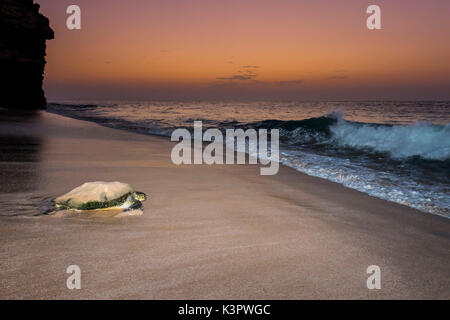 Ras Al Jinz, Turle finden, Sultanat Oman, Naher Osten. Grüne Meeresschildkröte Rückkehr zum Meer. Stockfoto