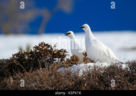 Rock Alpenschneehuhn (Lagopus muta) im Winter Kleid, Parco Nazionale dello Stelvio, Sondrio, Lombardei, Italien Stockfoto