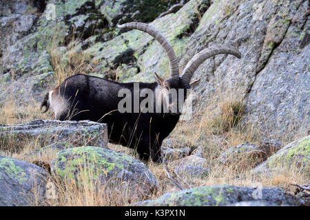 Iberische Steinböcke in der Sierra de Gredos Naturpark, zentralen System, Spanien Stockfoto