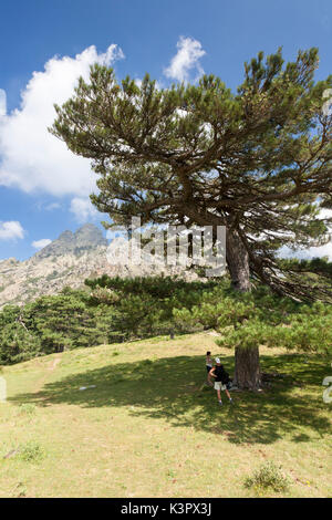 Blue Sky auf den felsigen Gipfeln und grünen Wäldern von Col de Bavella (Pass von Bavella) Solenzara Korsika Frankreich Europa Stockfoto