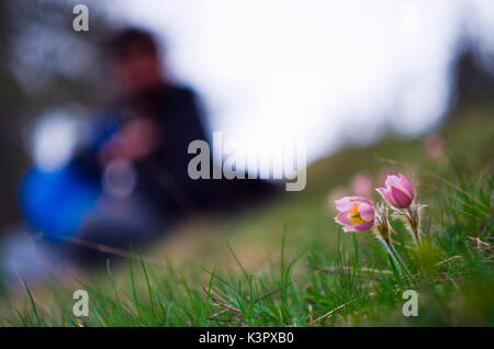 Pulsatilla Vernalis Blüte, Torrenzuolo, Valtartano, Valtellina, Lombardei, Italien Stockfoto