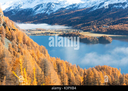 Nebel über der blauen See Sils und die bunten Wälder von Herbst Maloja Kanton Graubünden Engadin Schweiz Europa Stockfoto